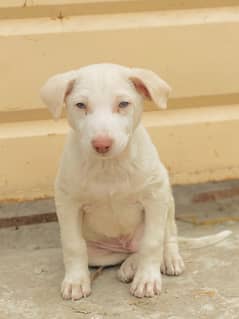 bully gulteir puppy for sale