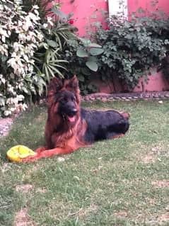 German Shepherd Pedigree Long coated Female 5 months