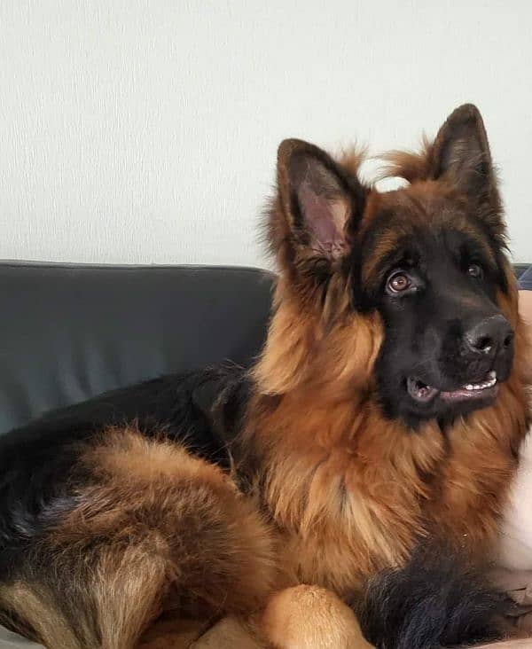 German Shepherd Pedigree Long coated Female 5 months 1