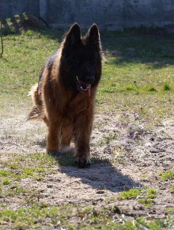 German Shepherd Pedigree Long coated Female 5 months 2