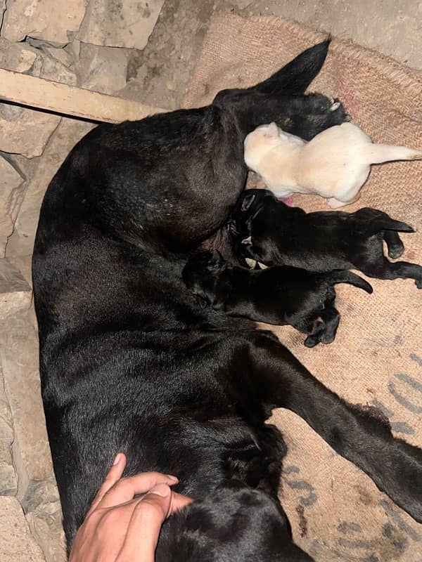 Black Labrador Puppy of Pedigree Parents 0