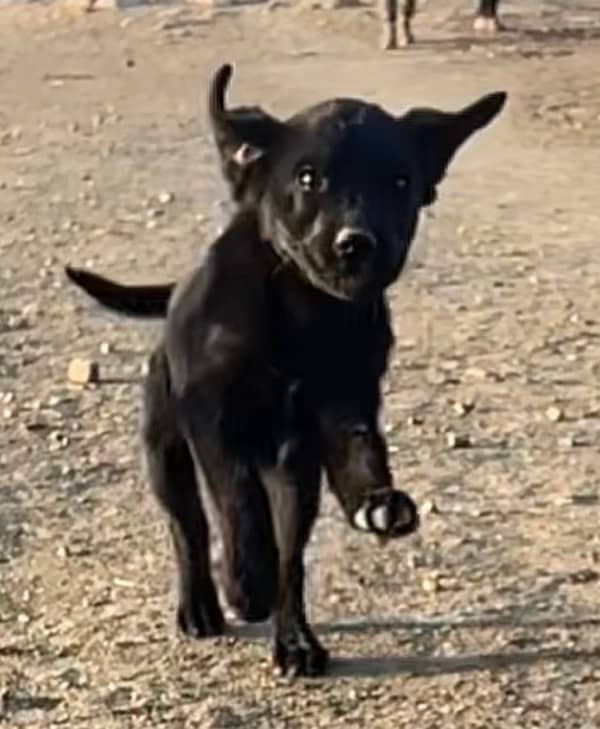 Black Labrador Puppy of Pedigree Parents 1