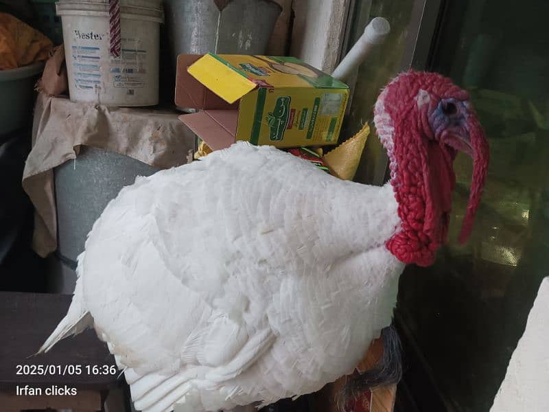 paper white Turkey 1