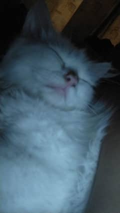 pure white persian cats both male and female available