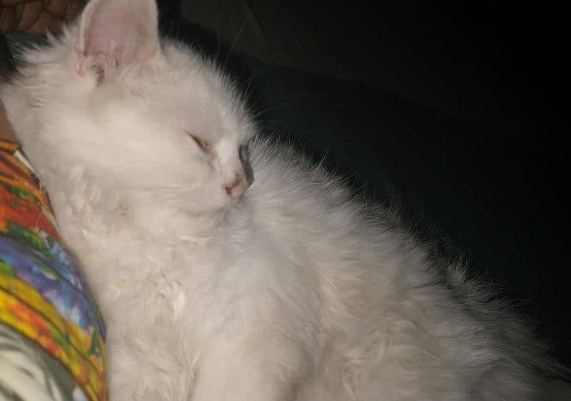 pure white persian cats both male and female available 1