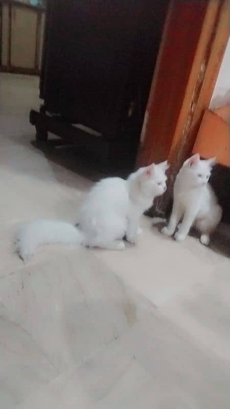 pure white persian cats both male and female available 3