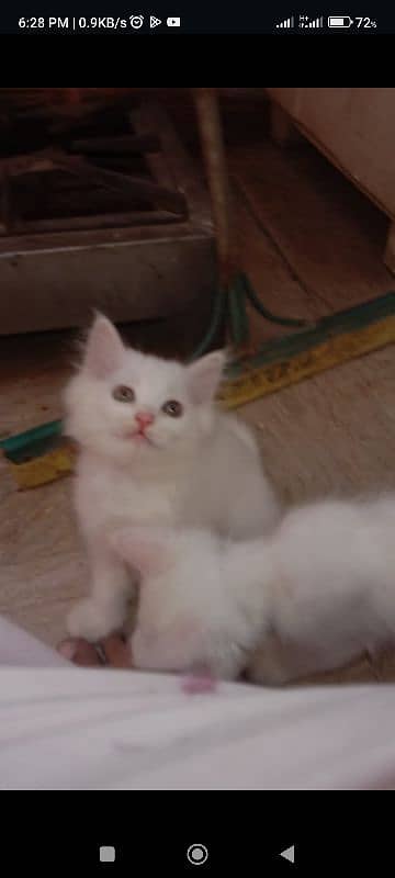 pure white persian cats both male and female available 4