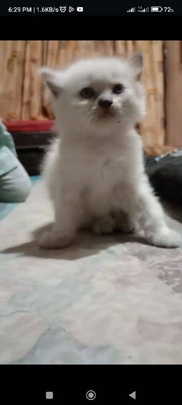 pure white persian cats both male and female available 5