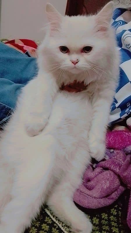 4 Month persian kitten for sale 3ple coated 2