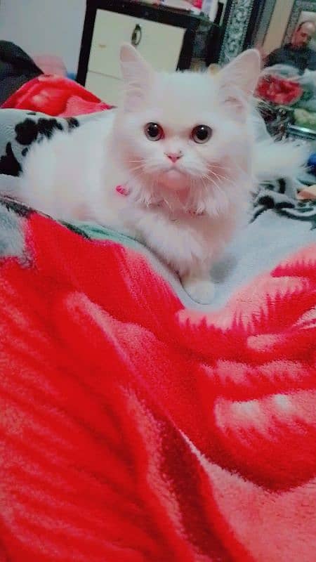 4 Month persian kitten for sale 3ple coated 4