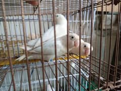 albino black eyes breeder pair albino split red eyes  breeder pair