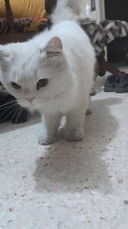 Semi Punch Face Persian Male Triple Coated Age 1+ friendly Call or wsp 3