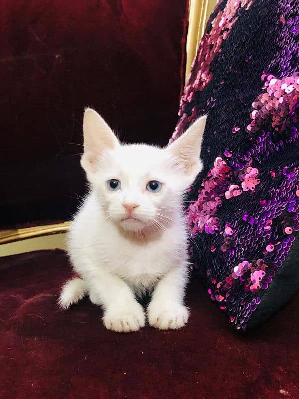 Persian Kitten Blue Eyes 0