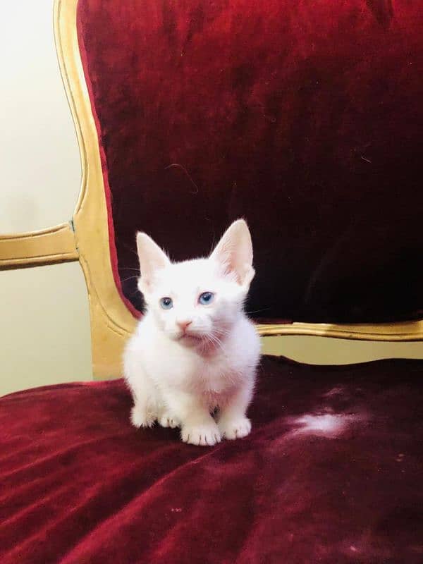 Persian Kitten Blue Eyes 2