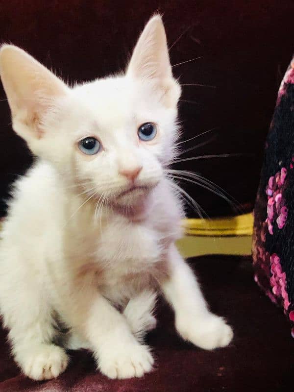 Persian Kitten Blue Eyes 3