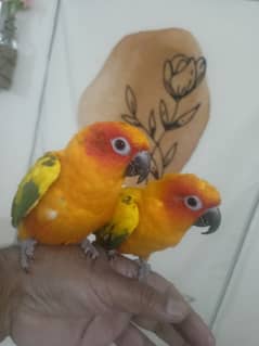 hand tamed Sun Kannur pair