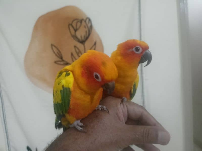 hand tamed Sun Kannur pair 3