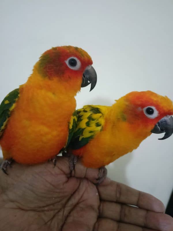 hand tamed Sun Kannur pair 5