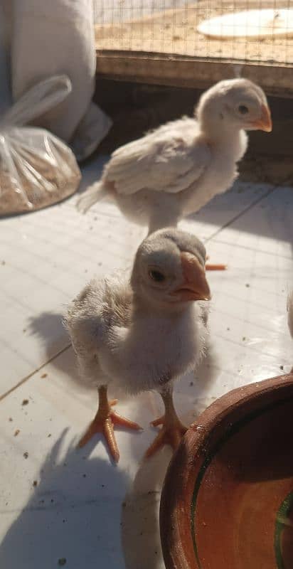 long tail indian parrot beak chick for sale 0