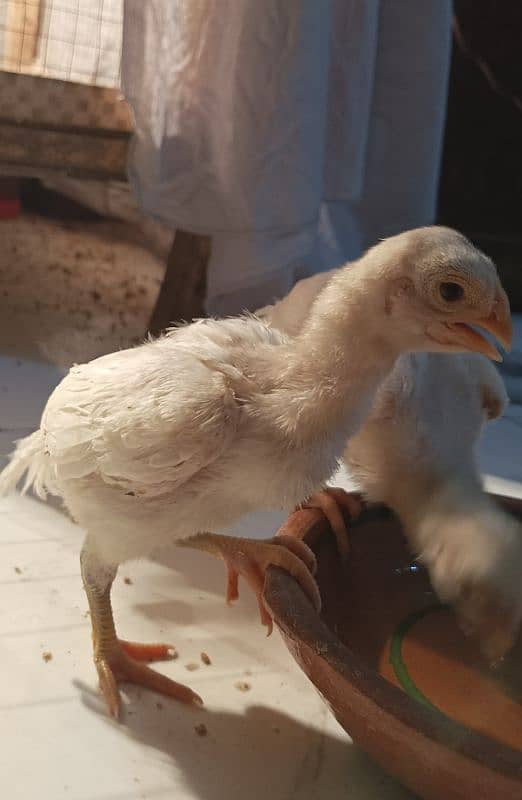 long tail indian parrot beak chick for sale 1