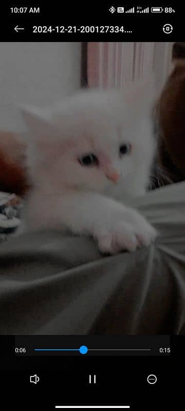 persian triple coat cat for sale 0