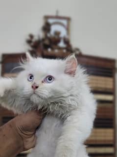 Persian Kitten for Urgent sale