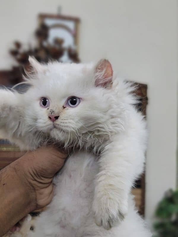 Persian Kitten for Urgent sale 1