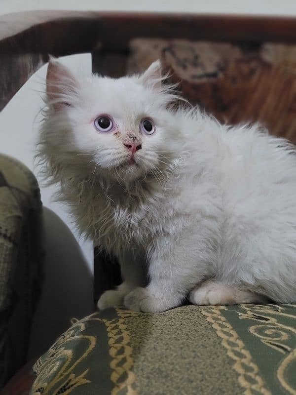 Persian Kitten for Urgent sale 2