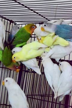 lovebirds for sale