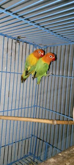 lovebirds for sale with cage