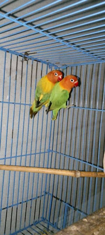 lovebirds for sale with cage 0