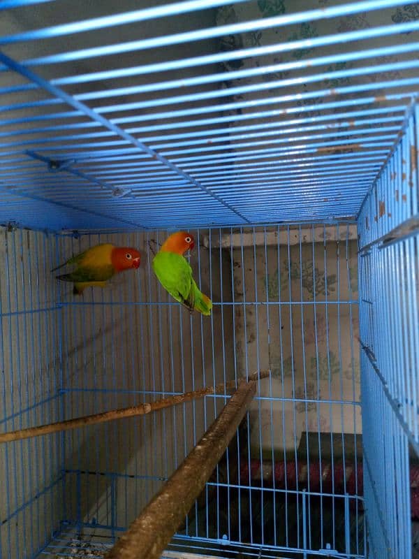 lovebirds for sale with cage 2