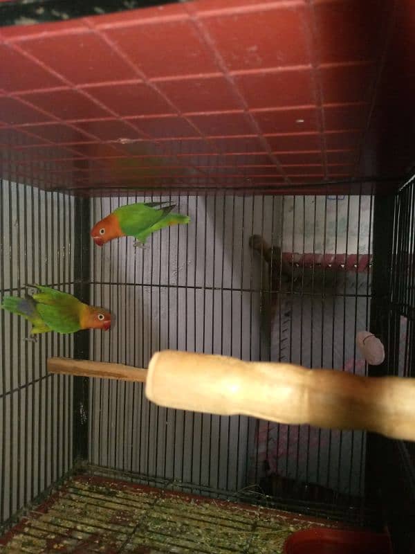 lovebirds for sale with cage 3