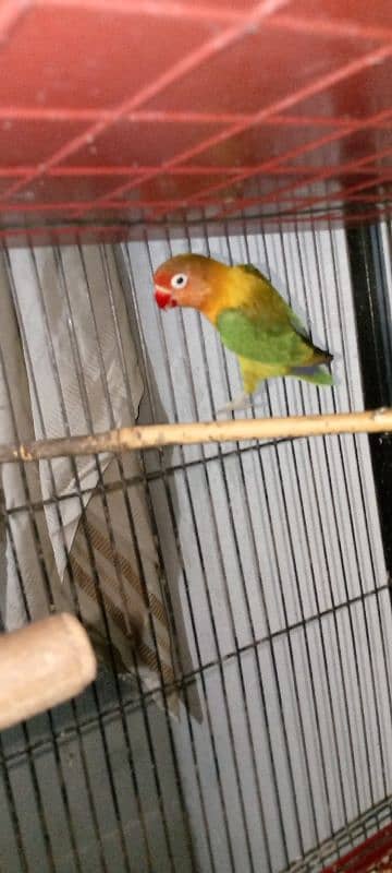 lovebirds for sale with cage 4