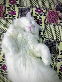 Persian Cats Pair White color trained contact this no (03184246428)