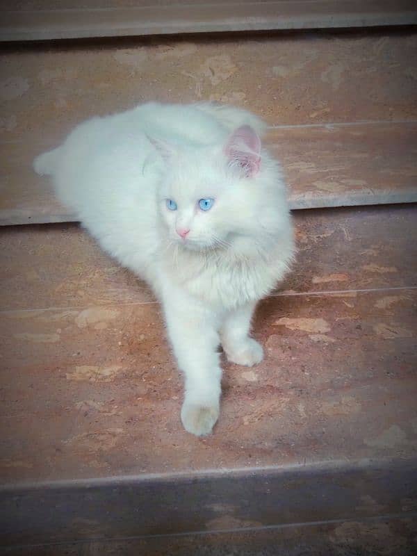 Persian Cats Pair White color trained contact this no (03184246428) 1