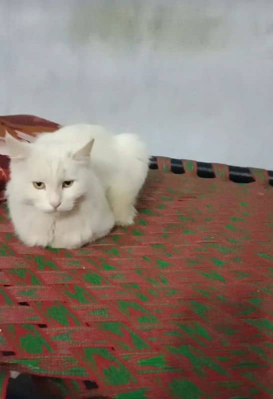 Persian Cats Pair White color trained contact this no (03184246428) 2