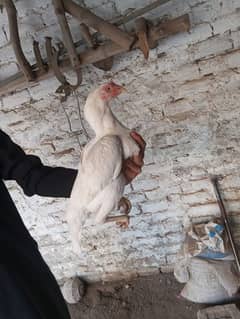 heera aseel female for sale