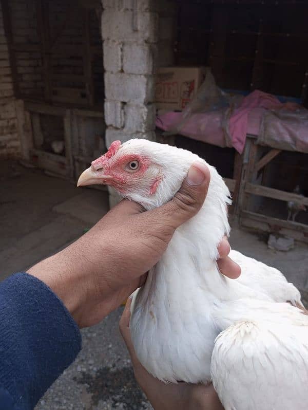 heera aseel female for sale 1