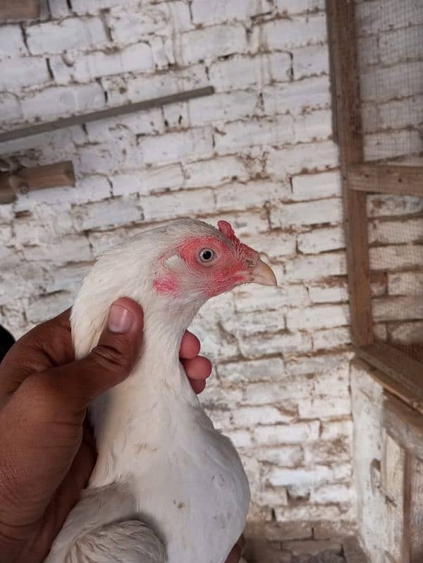 heera aseel female for sale 4