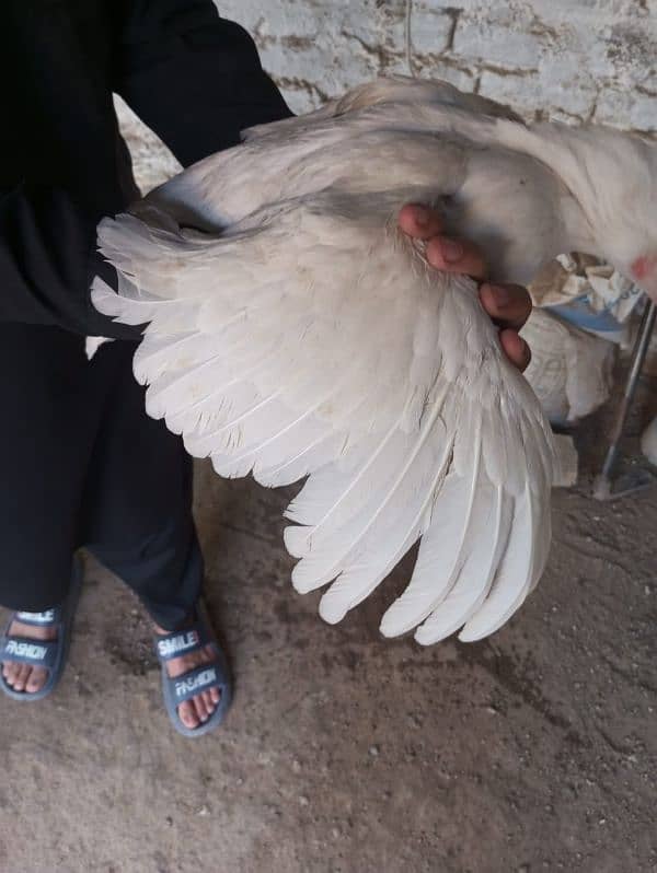 heera aseel female for sale 5