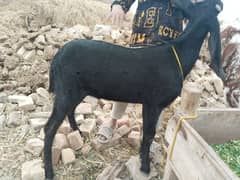 bakra for sale Price 39000/03240584510