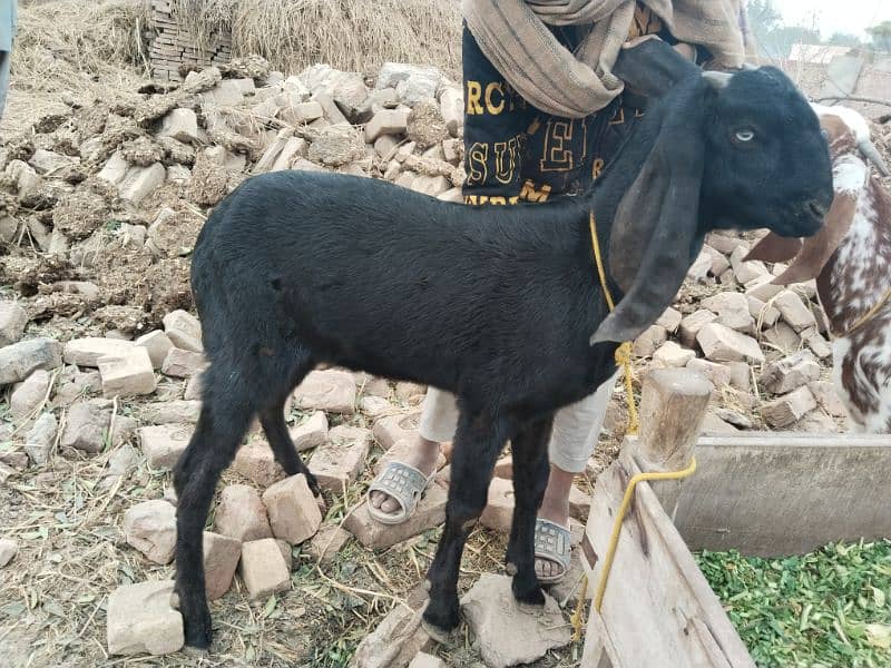 bakra for sale Price 39000/03240584510 1