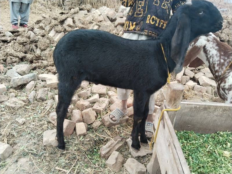 bakra for sale Price 39000/03240584510 2