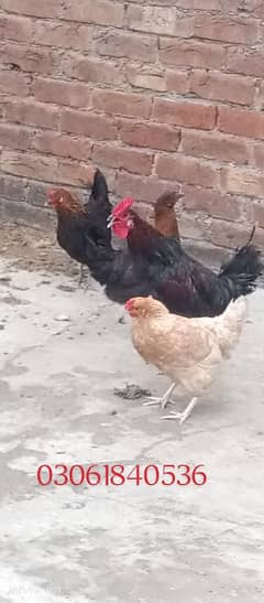 1*3 Hens