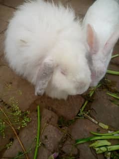 Angora rabbit