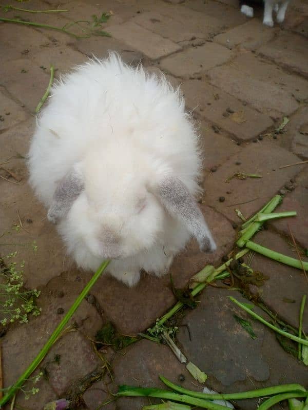 Angora rabbit 1