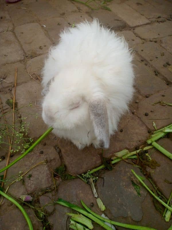 Angora rabbit 2