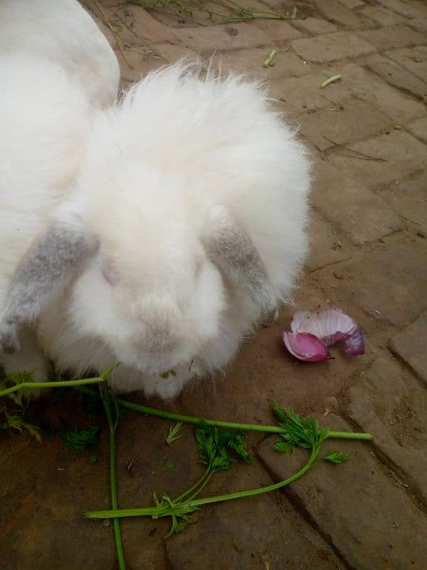 Angora rabbit 3