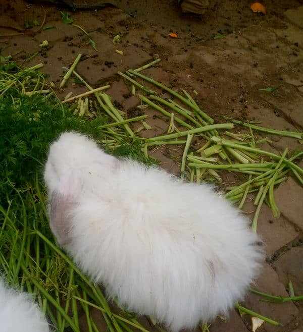 Angora rabbit 4